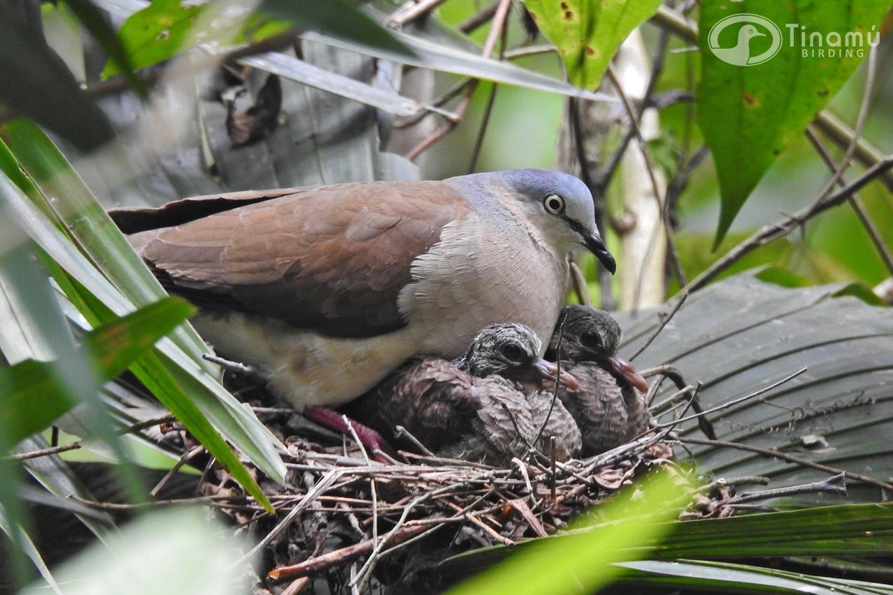 Hotel Tinamu Birding à La Manuelita Extérieur photo