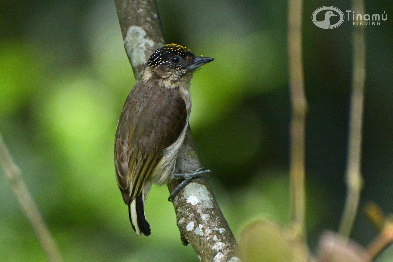 Hotel Tinamu Birding à La Manuelita Extérieur photo